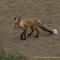 ...der Fuchs kommt aus der kleinsten Wüste der Welt.......