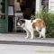 ..aber selbst der Hund schaut vergeblich nach Touristen...
