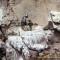 Kormorane im Nest