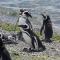 Magellanpinguine