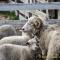 Die Schafe der estancia Lebrun sind eine Kreuzung aus Merino Schafen (Wolle) und einer alten englischen Rasse (Fleisch)
