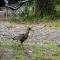 Ibis besucht den Campingplatz