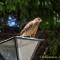 Kleiner Raubvogel am Campingplatz in Bariloche