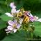 Das ist eine dicke Hummel...