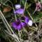 Im Frühling erwachen Blumen und Hummeln