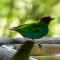 Costa Rica ist bekannt für seinen Reichtum an Vogelarten...