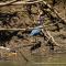 .der Blaureiher im Unterholz..