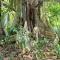 ..das ist ein Baum...