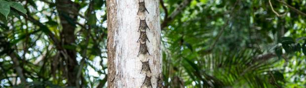 2015/2016 PANAMERIKANA:
          PANAMERIKANA - MITTELAMERIKA:
Costa Rica:
WJ00088