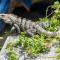 ..und der Leguan hat uns am Stellplatz erwartet..