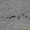 ...was die Enten auf dem Two Moose Lake wohl davon halten ?????