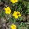..bunten Blumen...