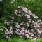 Riesige Rhododendren und Azaleen (Bäume) säumen die Strassen.