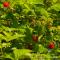 ,,und rote Himbeeren von denen Kolibris den süßen Saft naschen....wo ist der Kolibri hier im Bild (kein ganzer, aber ein wesentlicher Teil)..