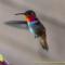 ..ist das ein "einarmiger" Flieger?????...