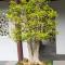 ..Bonsai Bäume die über 150 Jahre alt sind..
