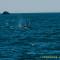 ..dann sehen wir Humpback Wale...