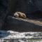 ..Steller Sea Lion.....