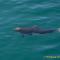 ...und ich habe das riesige Glück einen "Dall's Porpoise" im Wasser zu fotografieren. Die ungefähr 2m großen Tiere schwimmen sehr schnell und mit wilden Haken..... 