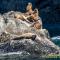 ..Steller Sea Lion .....