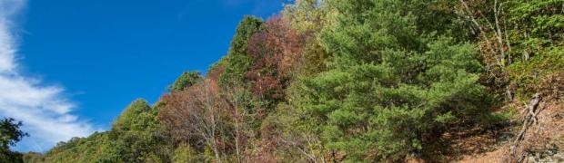 2015/2016 PANAMERIKANA:
USA - DER OSTEN - KÜSTE VON NORD NACH SÜD:
Blue Ridge Parkway - NC, VA:
WJ00055