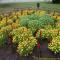 ..aber die Liebe zu Blumen verbindet Alles...