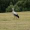 ...der Storch posiert extra für mich....