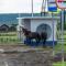 ..was machen Pferde an der Busstation ??????