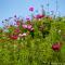 ..auch mit vielen Blumen....