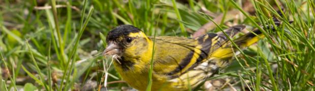 2021 - Suedtirol  - Erholung und Wandern im Juni:
WJ-2021-S-28