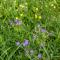 ..bei unsern Wanderungen sind wir immer wieder von der Anzahl der unterschiedlichen Wildblumen begeister..