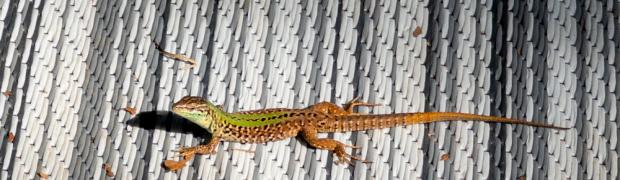 2022 - Kroatien - Griechenland:
2. Vrsar nach Pasman:
WJ-2022-B-8