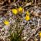 ....kleine Blumen im Herbst...
