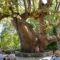 ..gigantischen Baum....