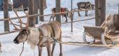 Album Ranua Zoo ansehen
 67 Bilder