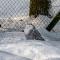 ...Schnee Eulen...
