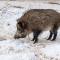 ...finnische Wildschweine....sind größer als unsere....