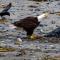 ..und nerven den Seeadler so beim fressen....