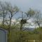 ..wir wollen schon weiter, da entdecken wir das Nest der Seeadler....