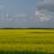 ..viel Raps.....