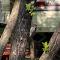 ..dieser kleine Freund - ein Woodpecker - bleibt hier