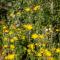 ..mal sehen wir Wald und Blumen...