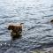 ...sogar See Hunde gibt es hier....