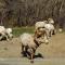 ...Rocky Mountain Sheep.....im Waterton Lakes N.P...Alberta...