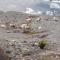 ...wo hier Rocky Mountain Sheeps Futter suchen.....