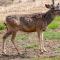 ..im Zuge der Erwärmung nachgezogen Deer...