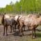 ...zum Abschluss die Elk Herde....