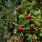 ..die Beeren werden reif...der Sommer ist kurz.....
